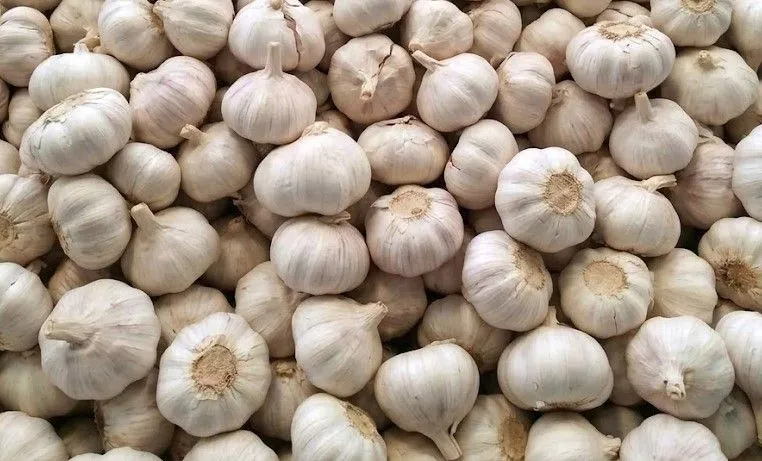 Garlic (ahos) bulbs from a seller in Claveria, Misamis Oriental