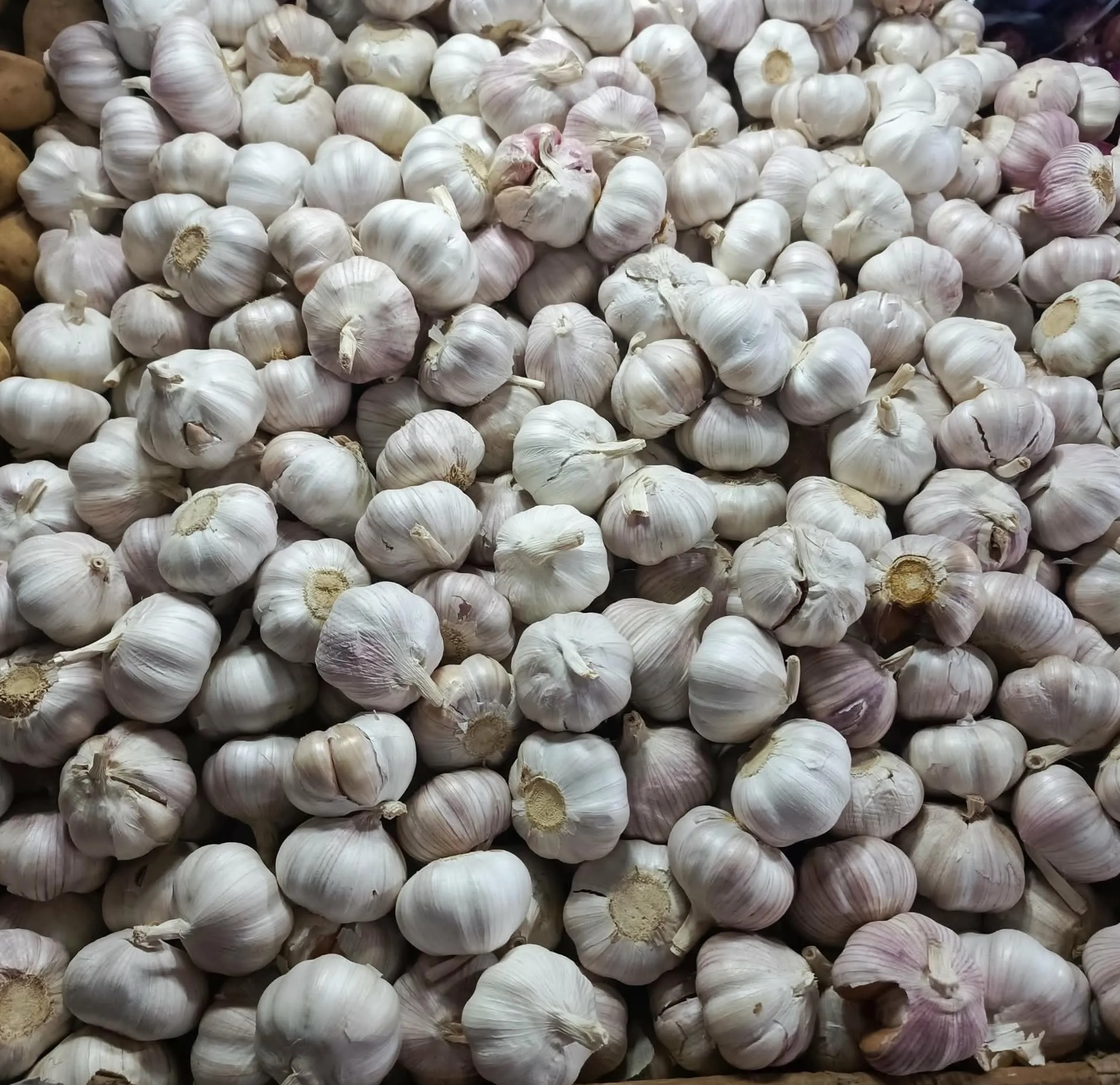 Pile of white garlic bulbs from a Zamboanga City seller