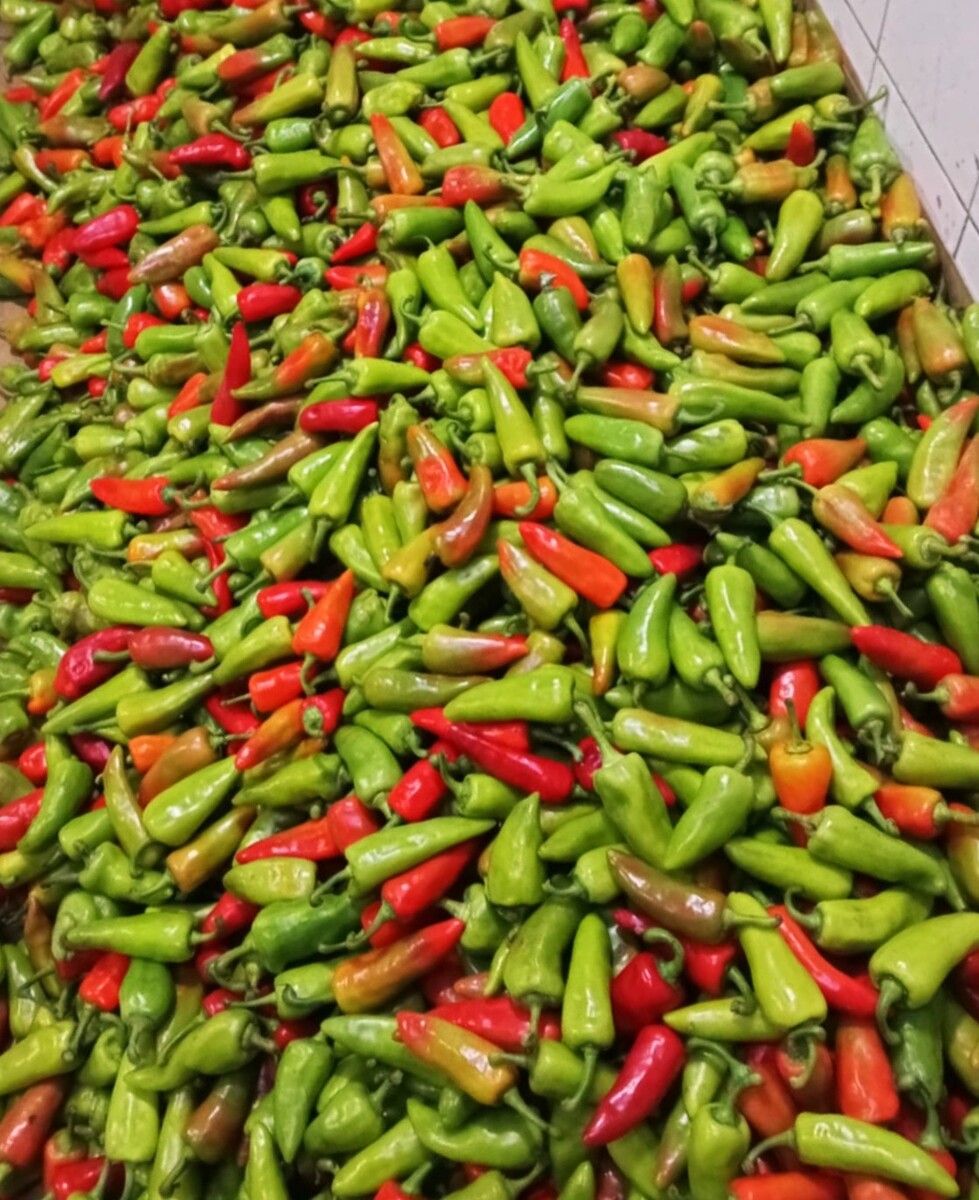 Fresh atsal peppers from Gracia Trading in Cagayan de Oro City
