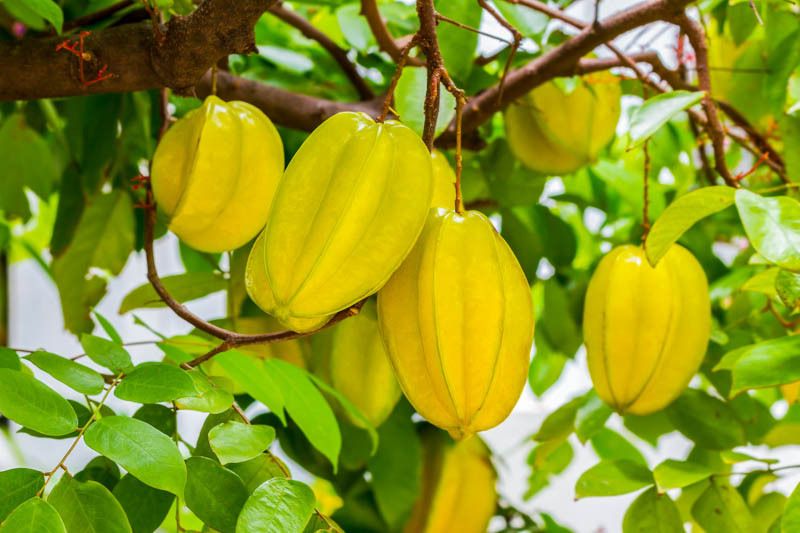 Ripe yellow balimbing (star fruit) on the tree