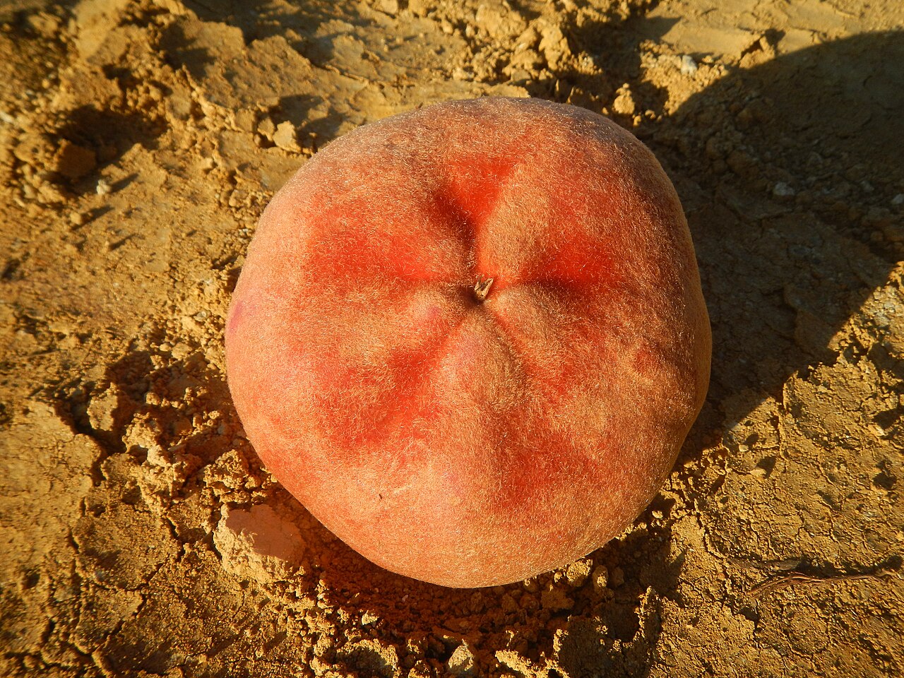 Mabolo (velvet apple) fruit with its fuzzy reddish skin