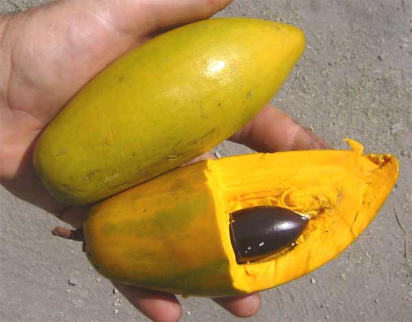 Chesa or tiesa (canistel), one whole fruit and one cut open to show the yellow flesh and brown seed