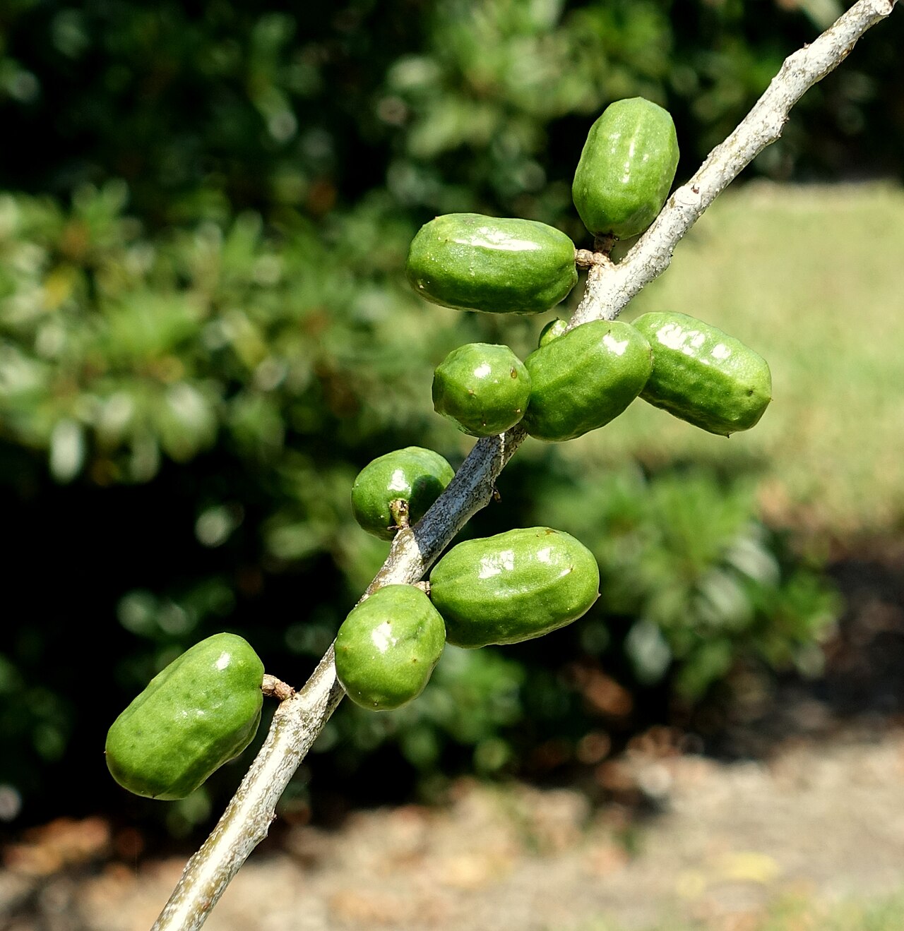 Green siniguelas (Spanish plum) fruits on a branch