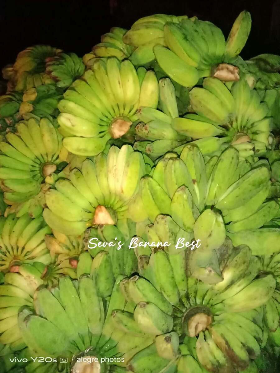 Saba bananas from Chiecelle Hipolito, a banana wholesaler in Tanza, Cavite