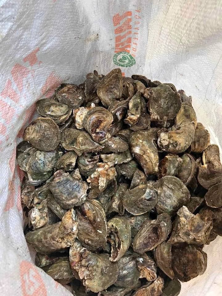 Large live talaba (oysters) from Jean Gadia in Davao City
