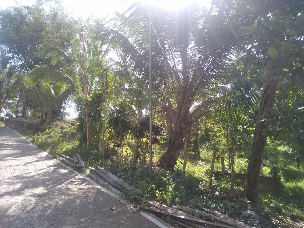 Farm lot with coconut trees along a cemented road in Zamboanga City