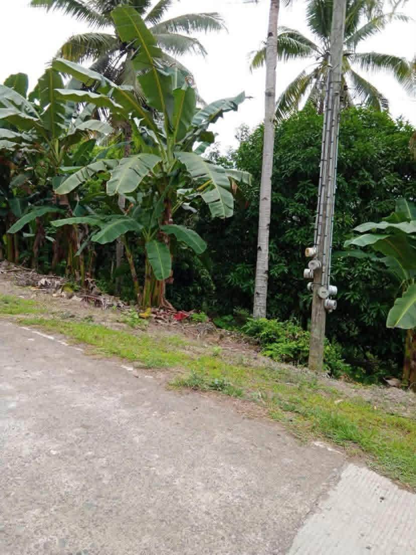 Farm lot with fruit trees along a cemented road in Samal, Davao del Norte