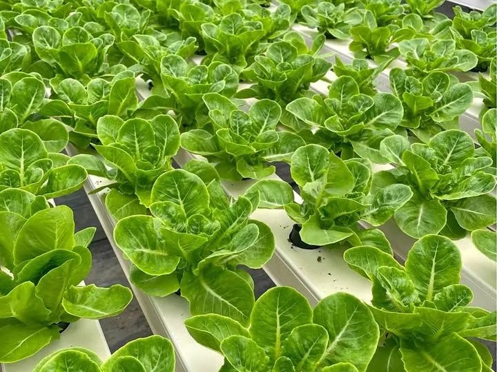 High-value vegetables like lettuce from a Philippine farm