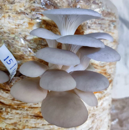 Oyster mushrooms growing from fruiting bags