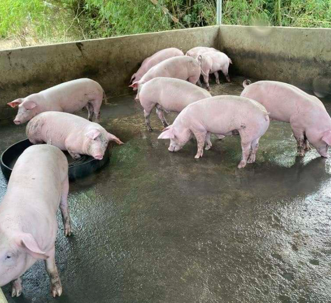 Pigs in a backyard pen in the Philippines