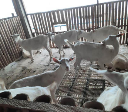 Goats in a raised goat house in the Philippines