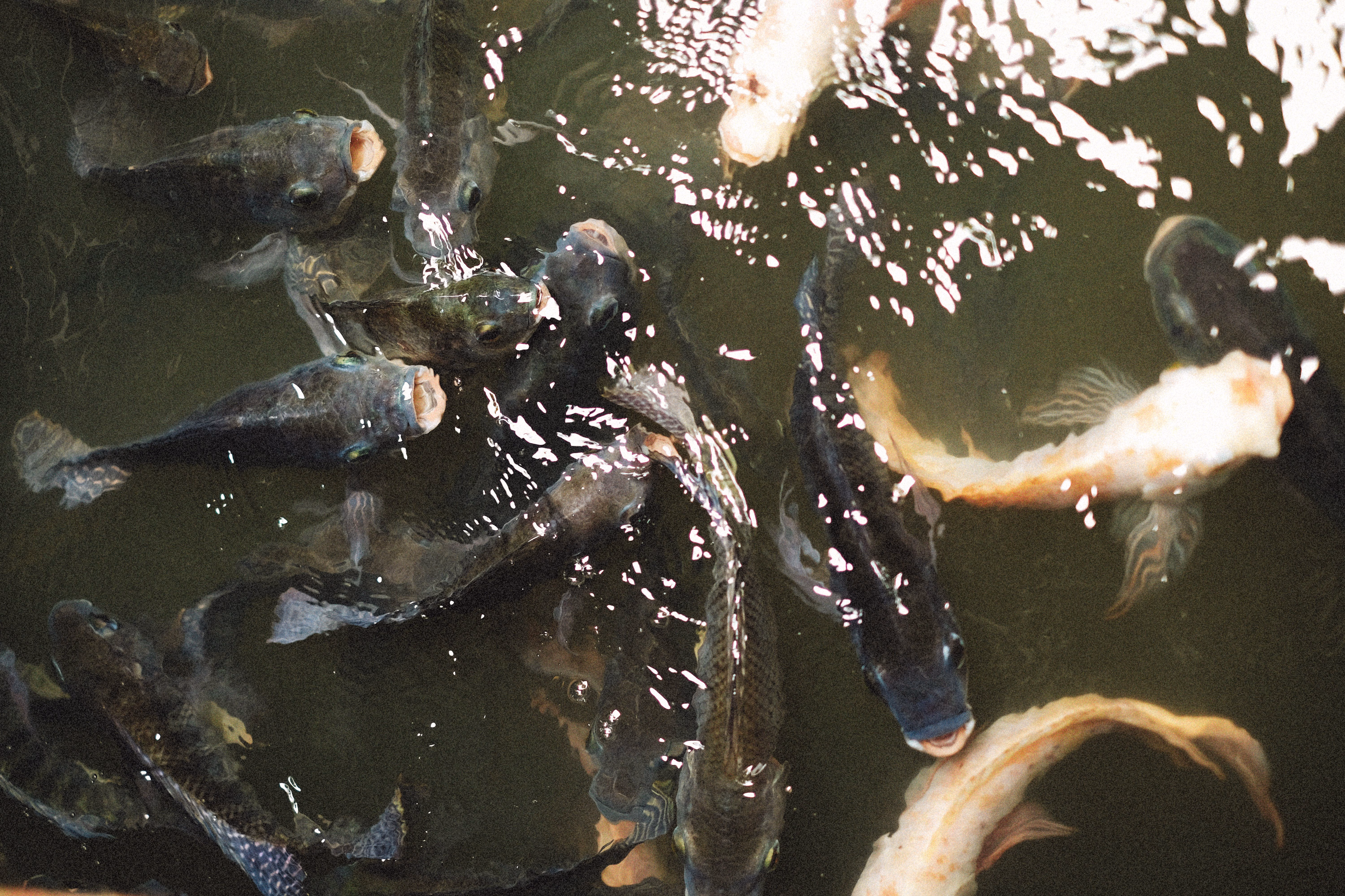 Fresh tilapia from a fish farm in the Philippines
