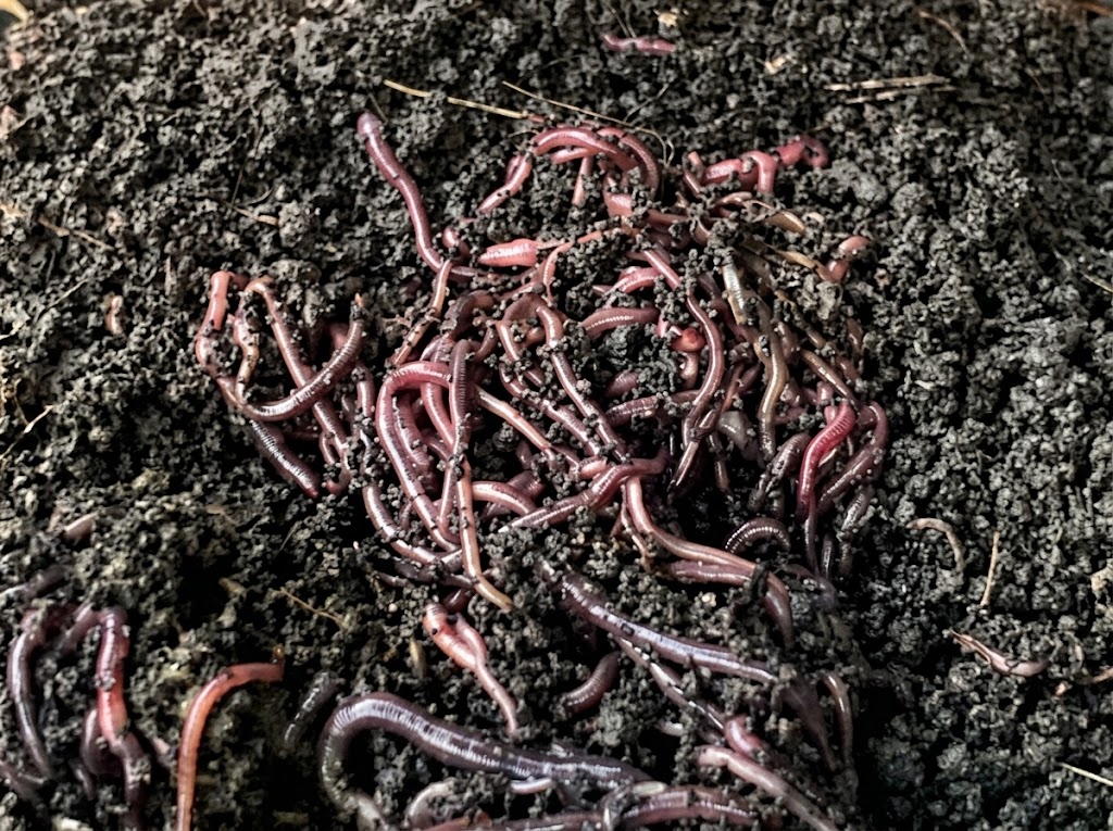 Vermicompost worm bins with African night crawlers