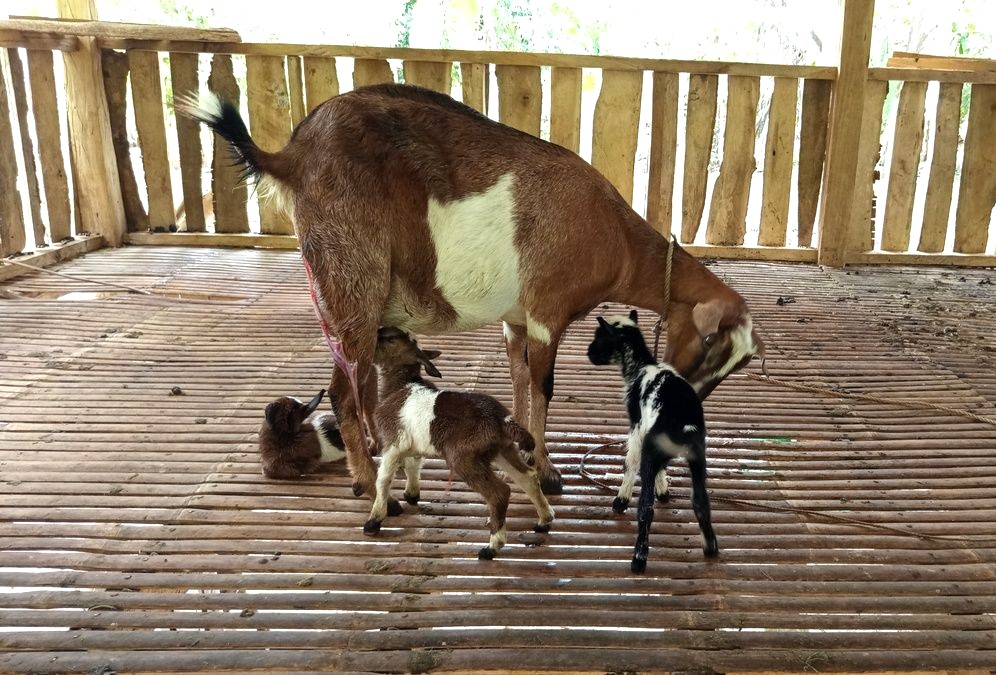 Goat with two kids in a bamboo pen in Sablayan, Occidental Mindoro