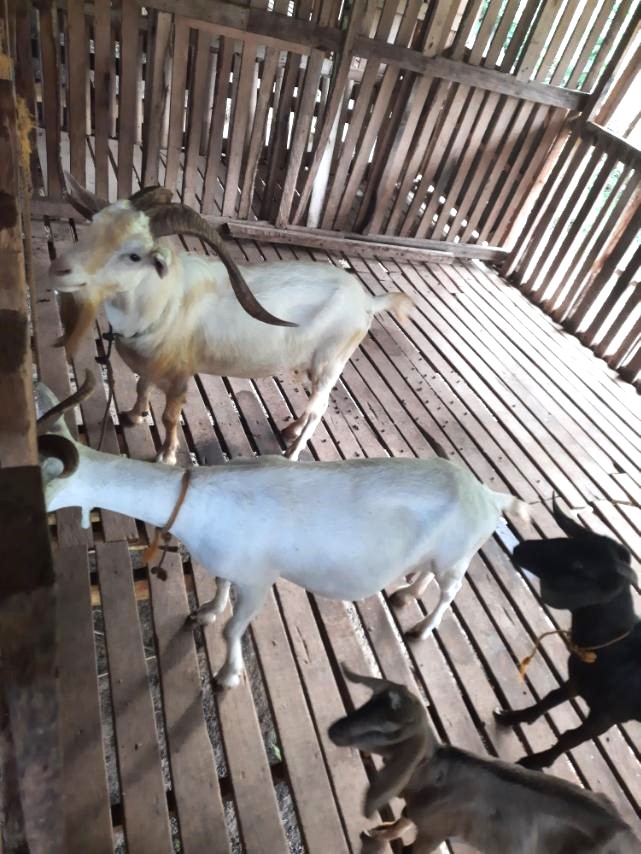White goats in a raised goat house at Baltao Farms in Toledo City, Cebu