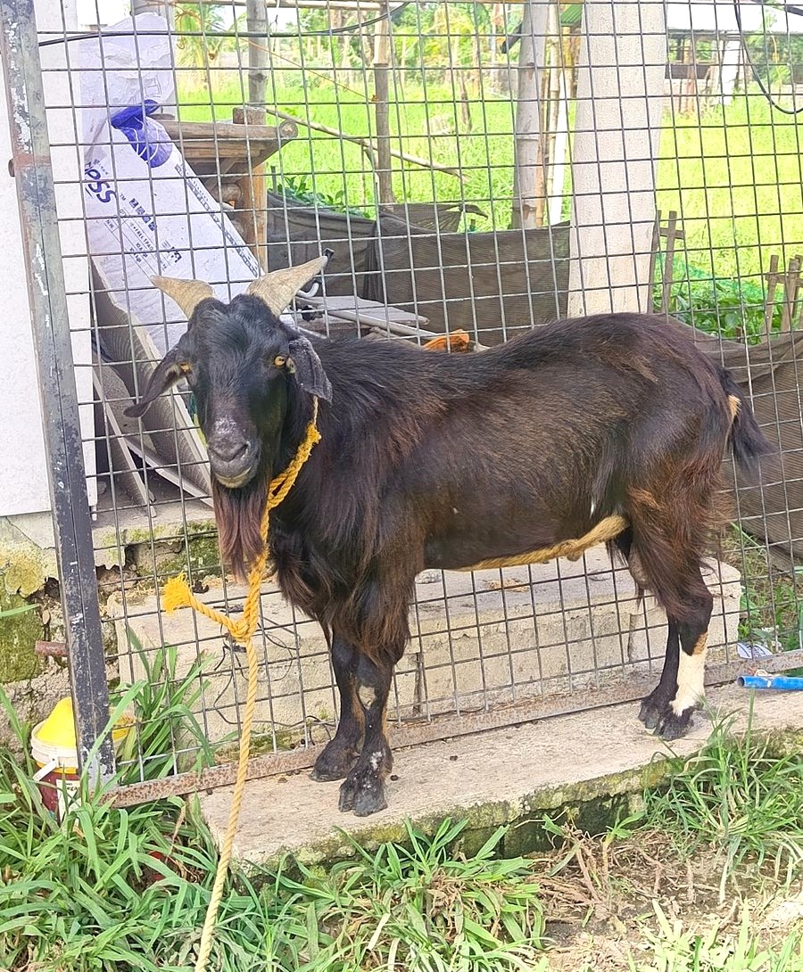 Black breeder buck goat in Bago City, Negros Occidental
