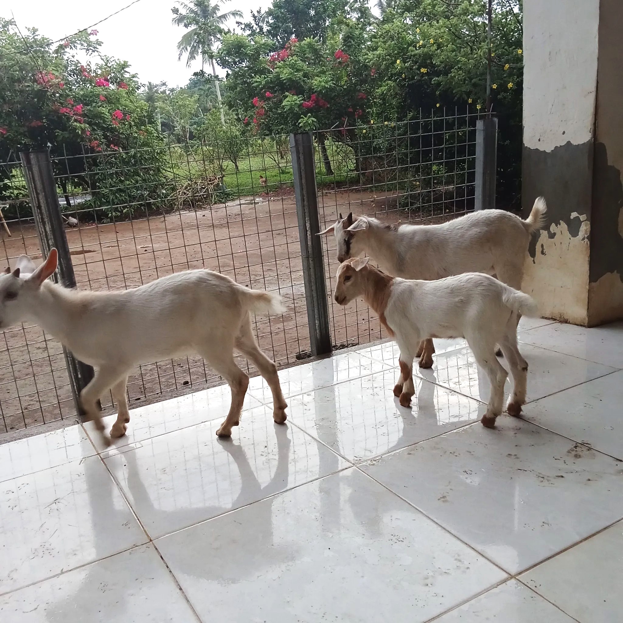 Young white goats in Daet, Camarines Norte