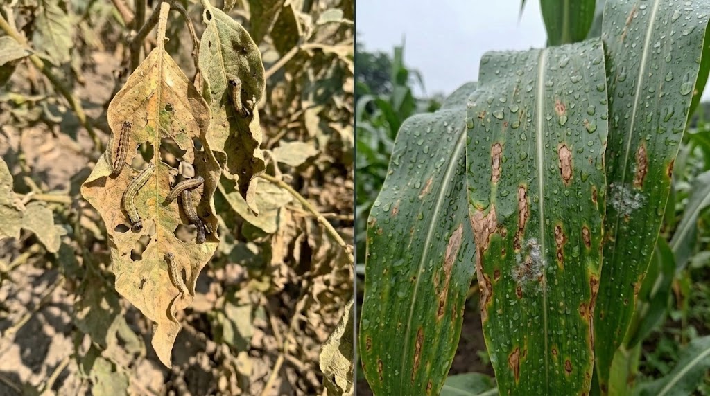 Pest and disease damage on crop leaves during El Niño and La Niña