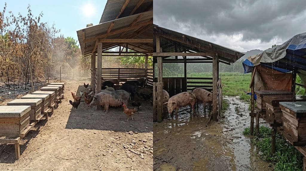 Beehives and pigs in dry heat and in a wet, muddy pen