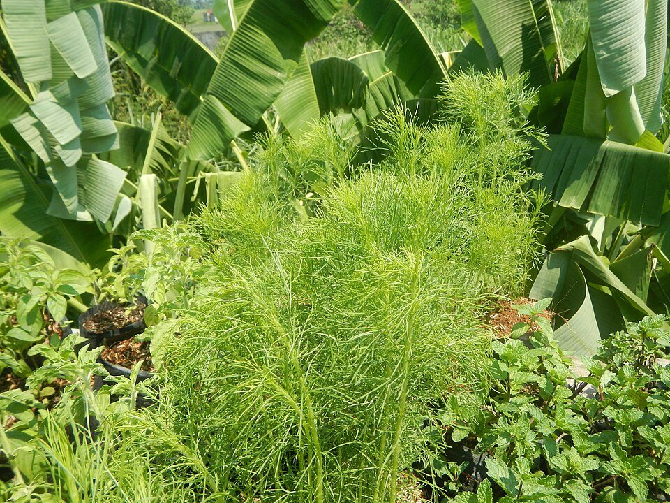 Dill plant with feathery leaves growing in a Philippine garden