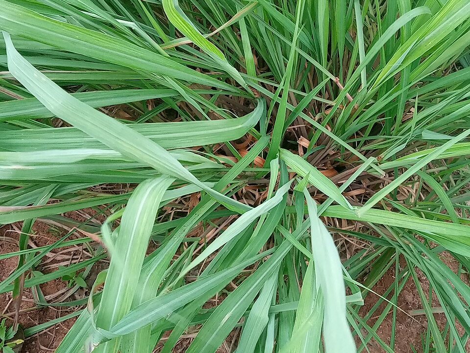 Citronella grass clump with long green leaves