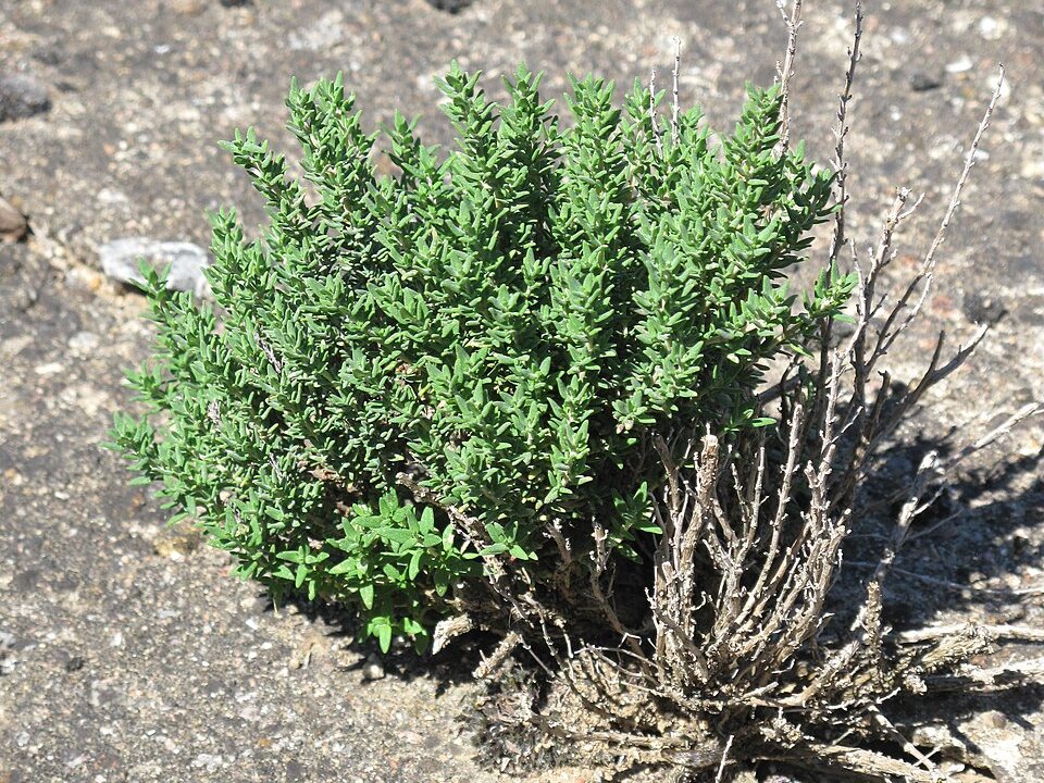 Thyme (tomilyo), a small bushy herb with tiny green leaves