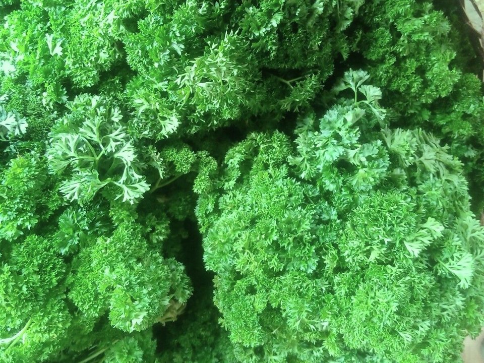 Fresh curly parsley (perehil) from a FarmyHub seller in Cagayan de Oro