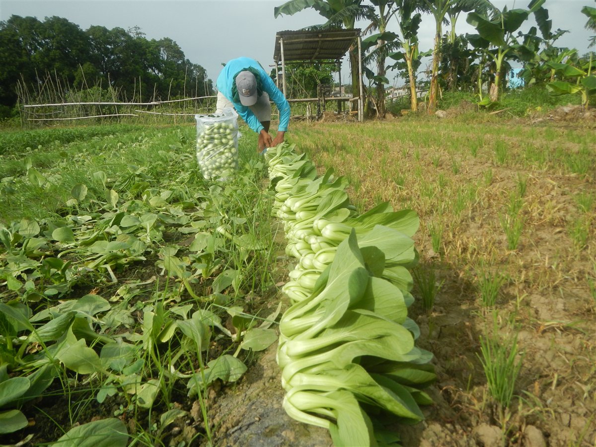 A farmer harvesting fresh pechay in a vegetable field in the Philippines