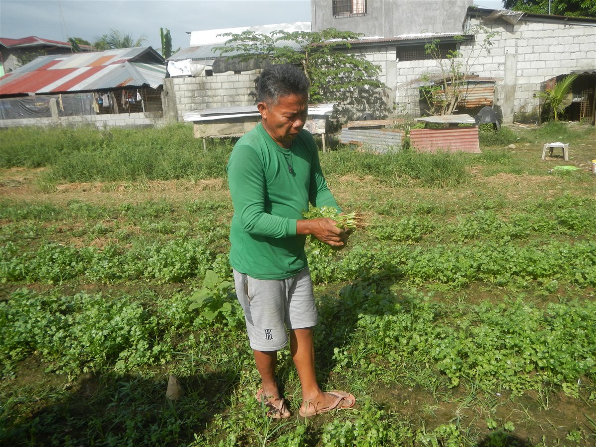 A Filipino vegetable grower standing in his field with freshly picked greens