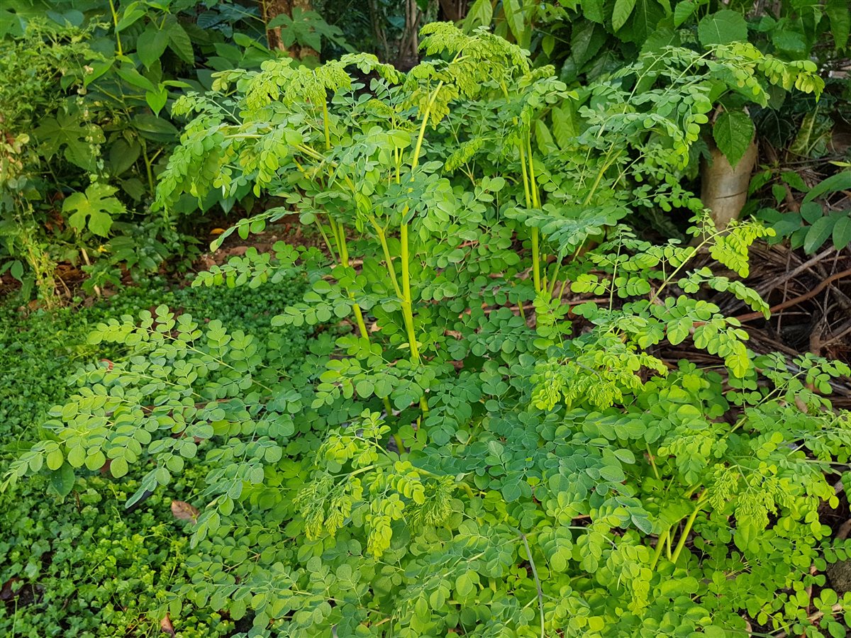 Malunggay (moringa) leaves growing in the Philippines
