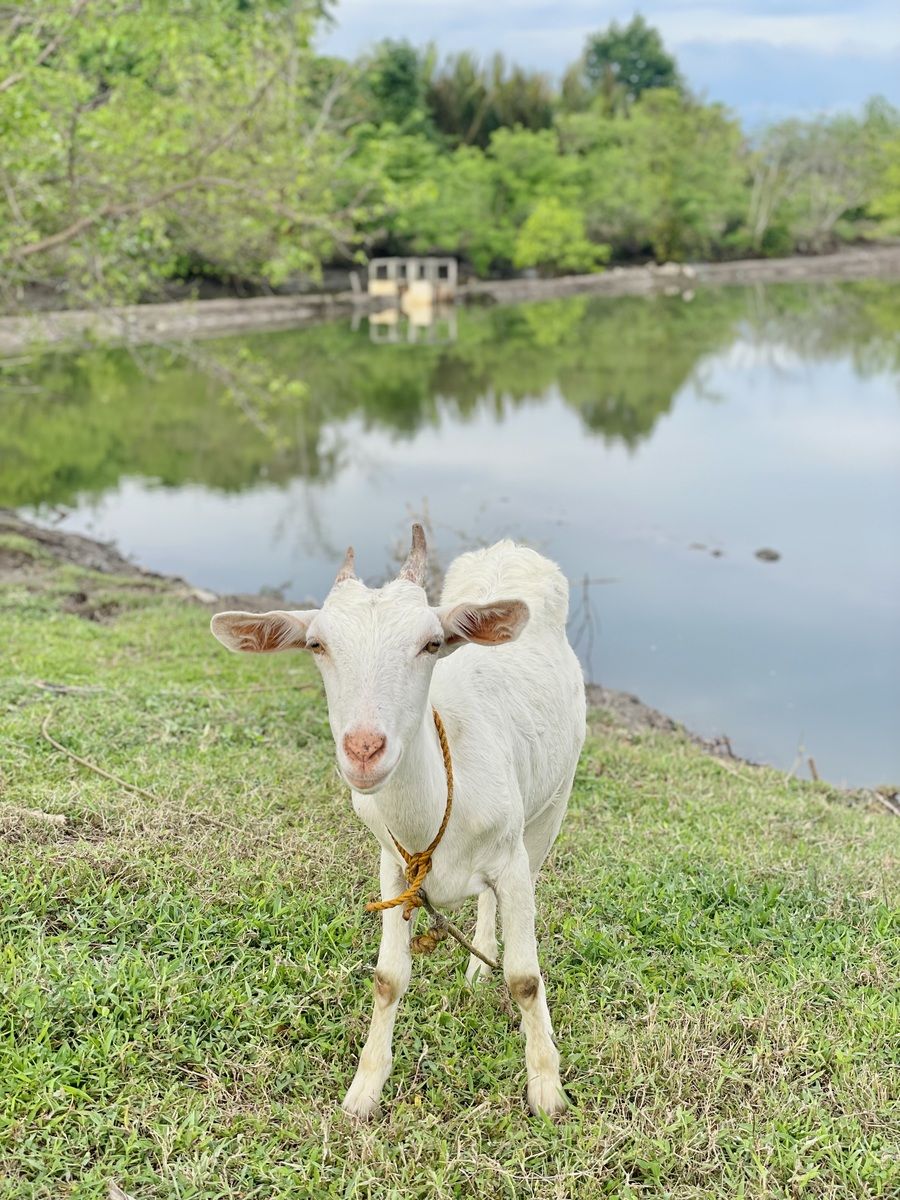 Female Goat for sale