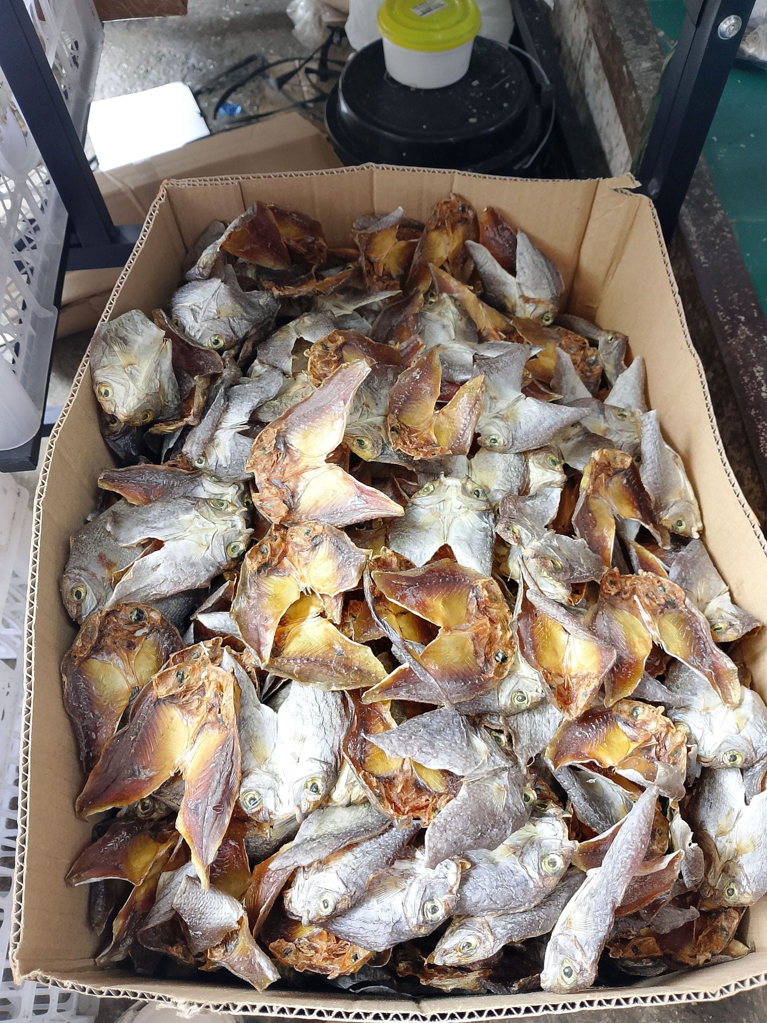 Dried fish unsalted danggit 
