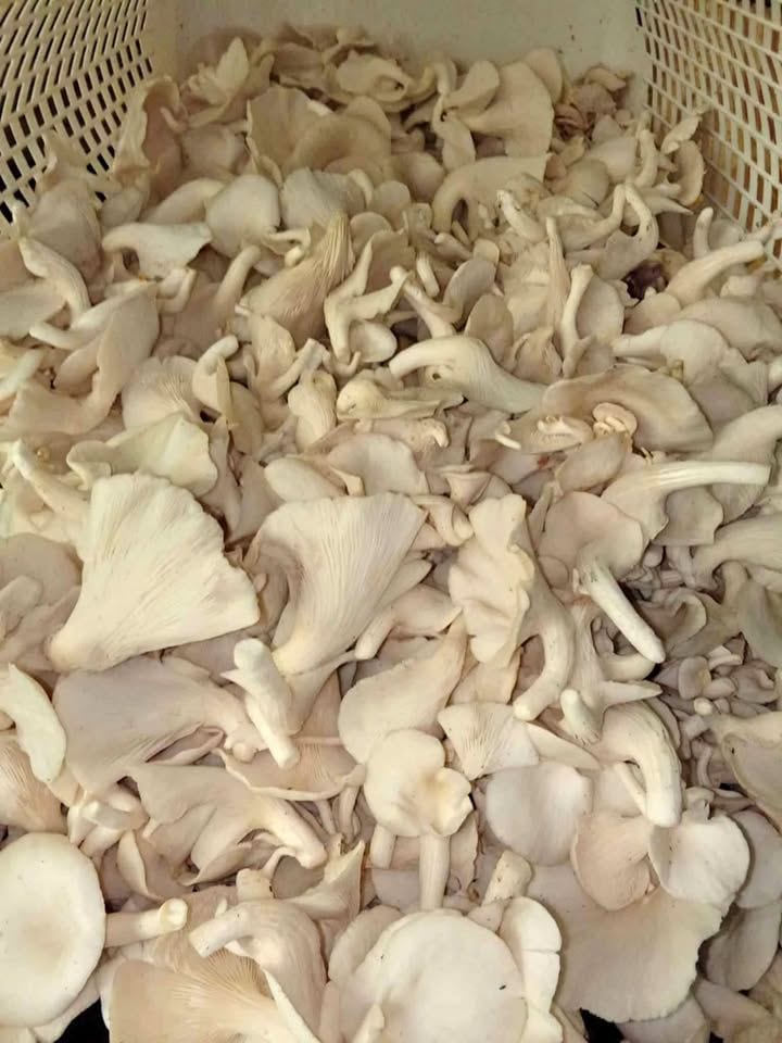 Fresh oyster mushroom from Bacolod