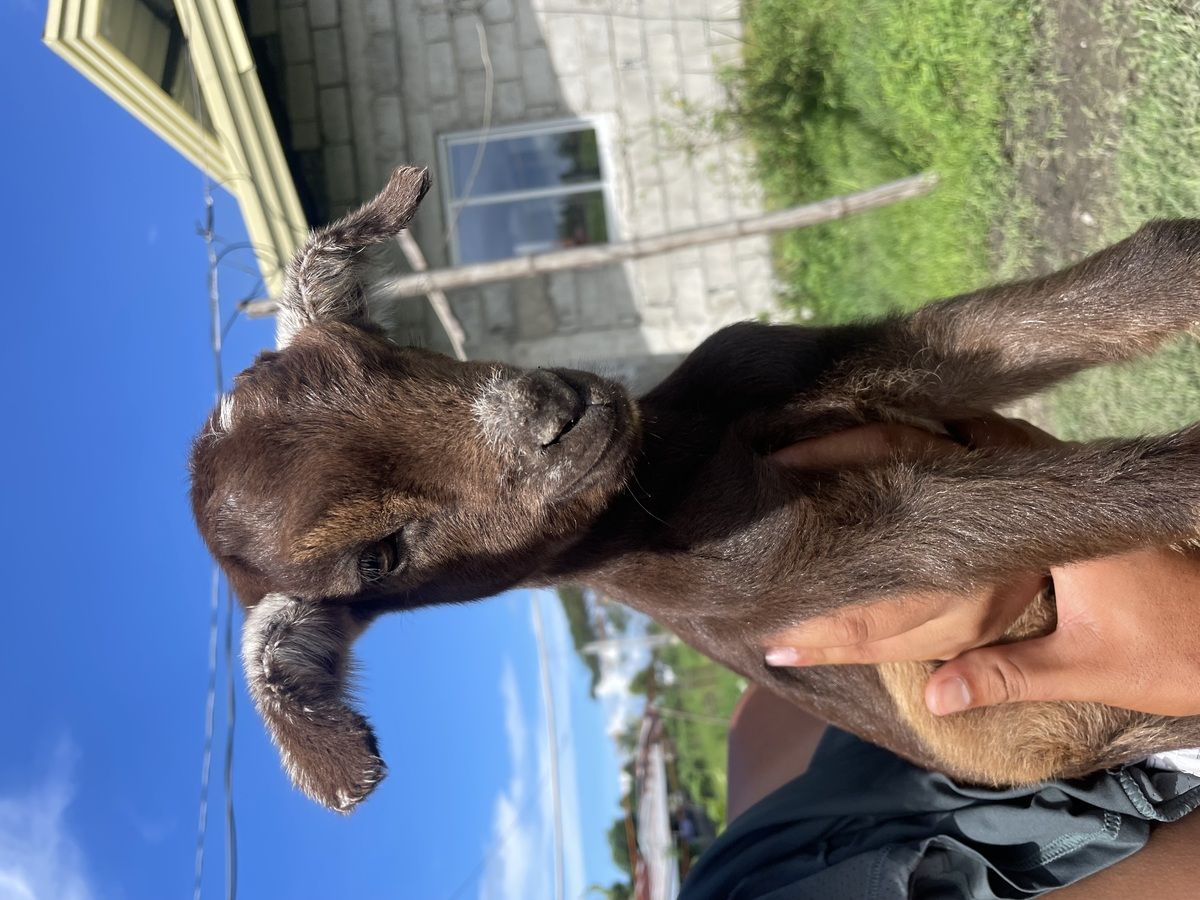 Goat for sale