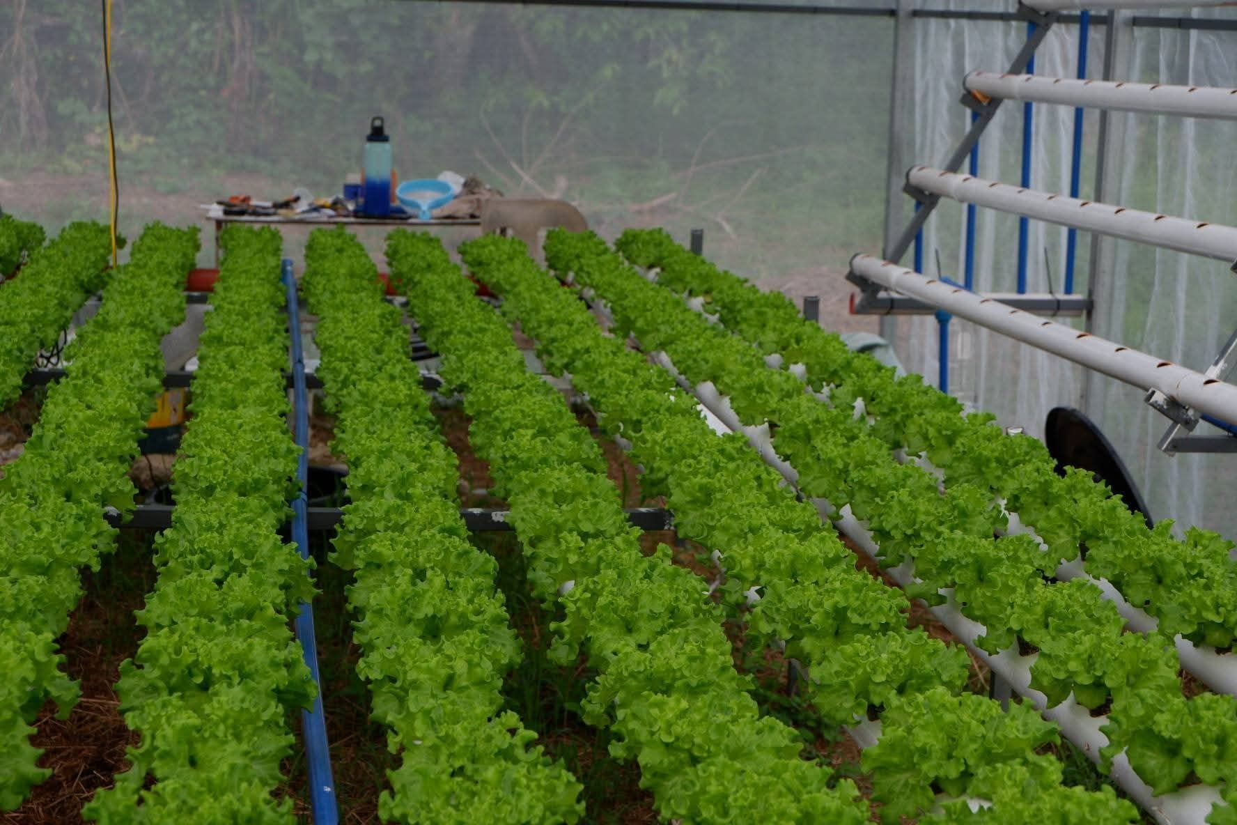 HYDROPONICS LETTUCE