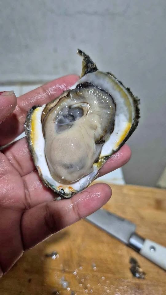 Fresh talaba from Davao city