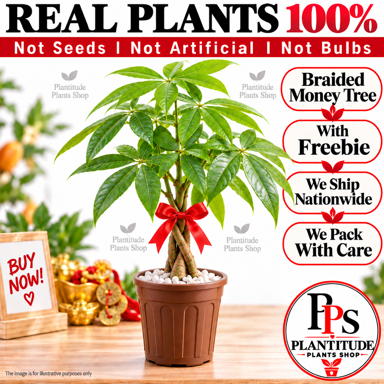 Braided Money Tree Live Plant Seedlings with freebie By Plantitude