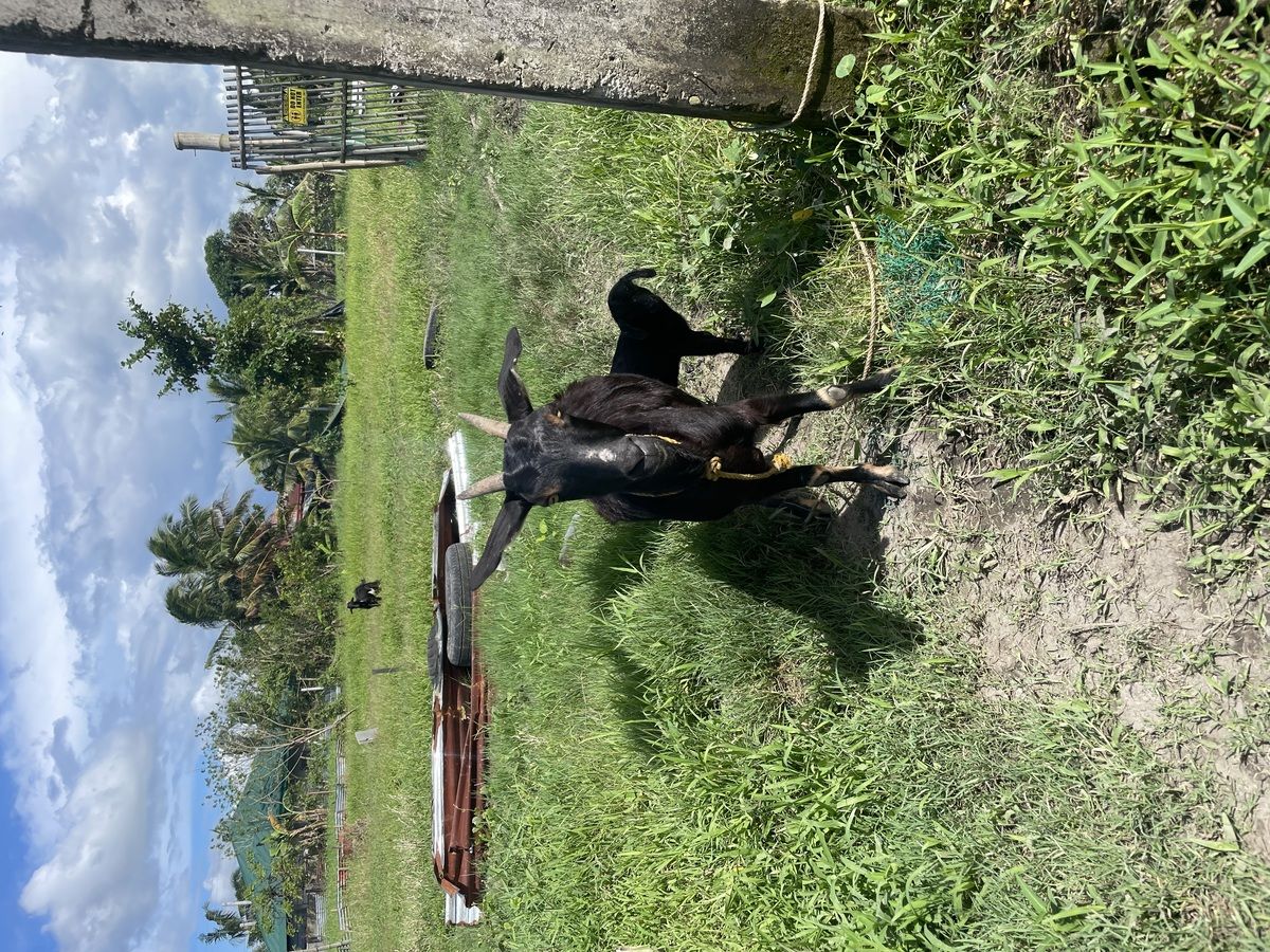 Female Goat for sale
