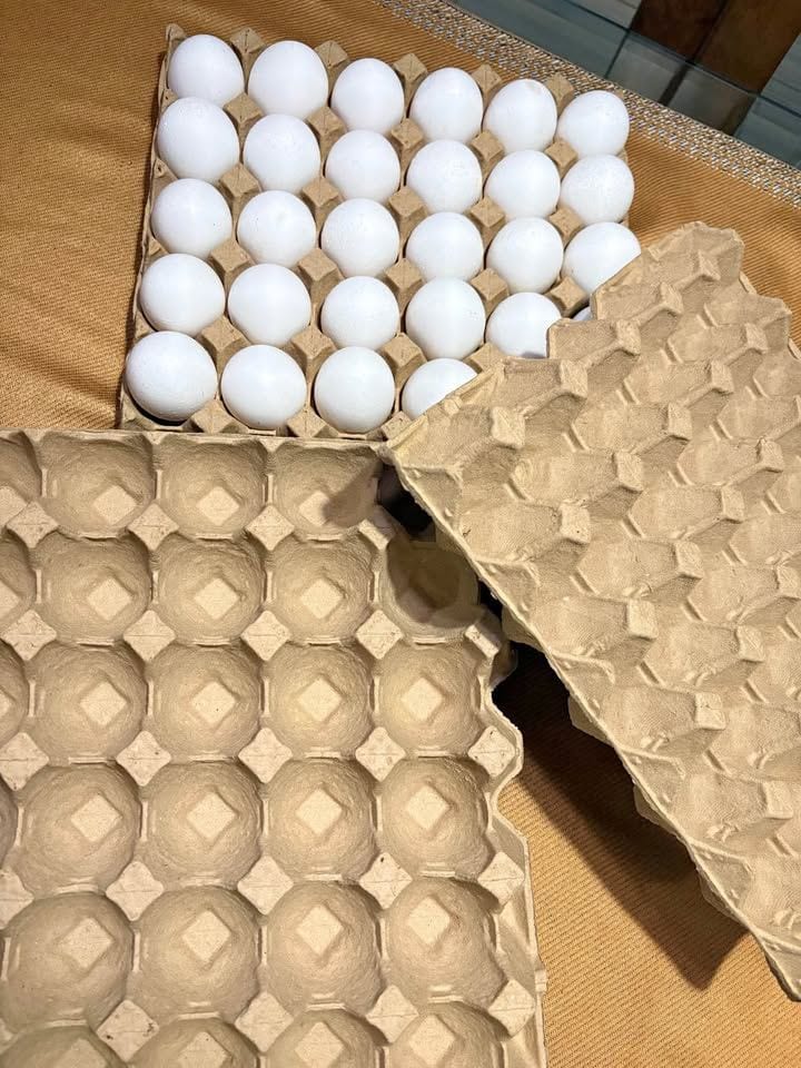 New Paper Egg Trays for Safe Egg Packing