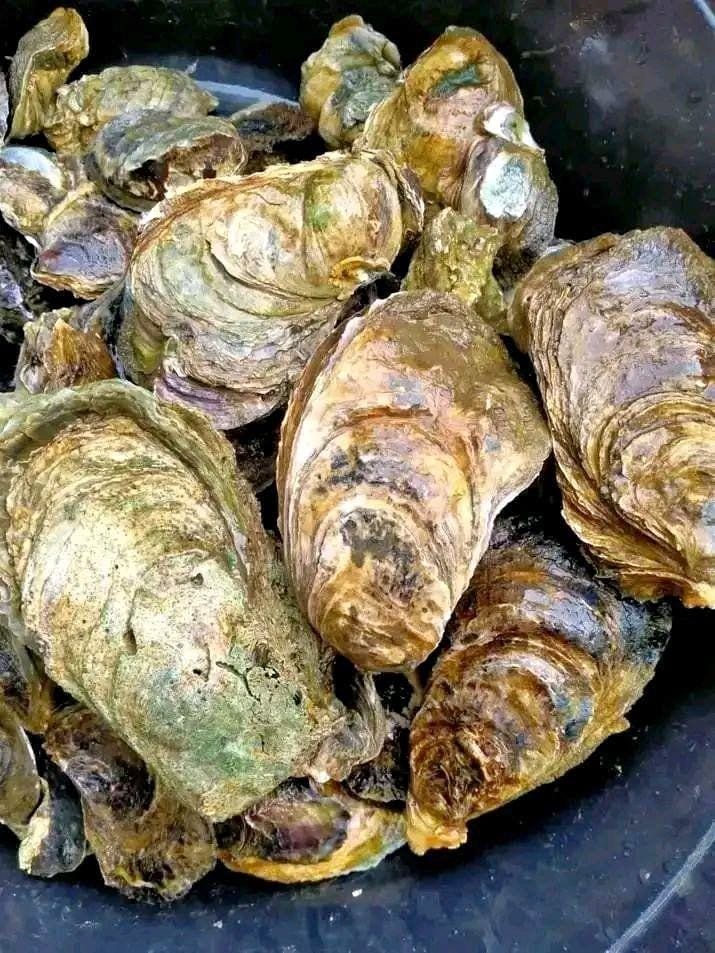 Fresh talaba from Tagum
