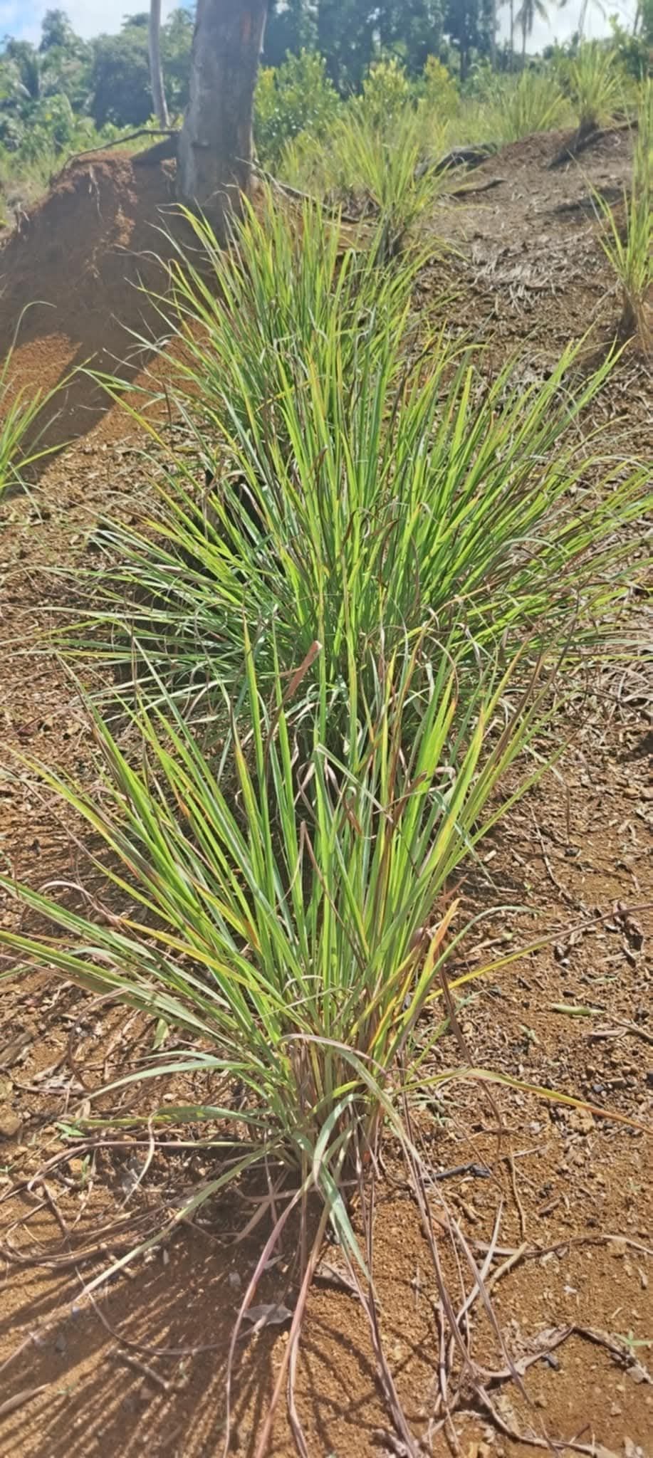 Looking forTanglad/lemongrass buyers