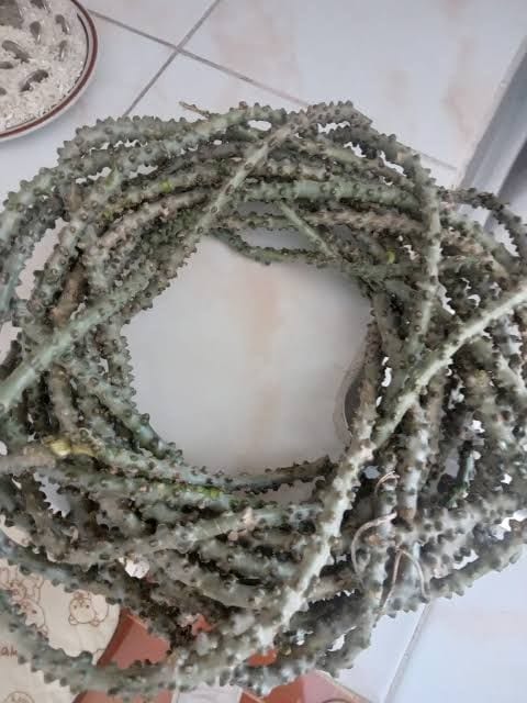  Mayeng herbs