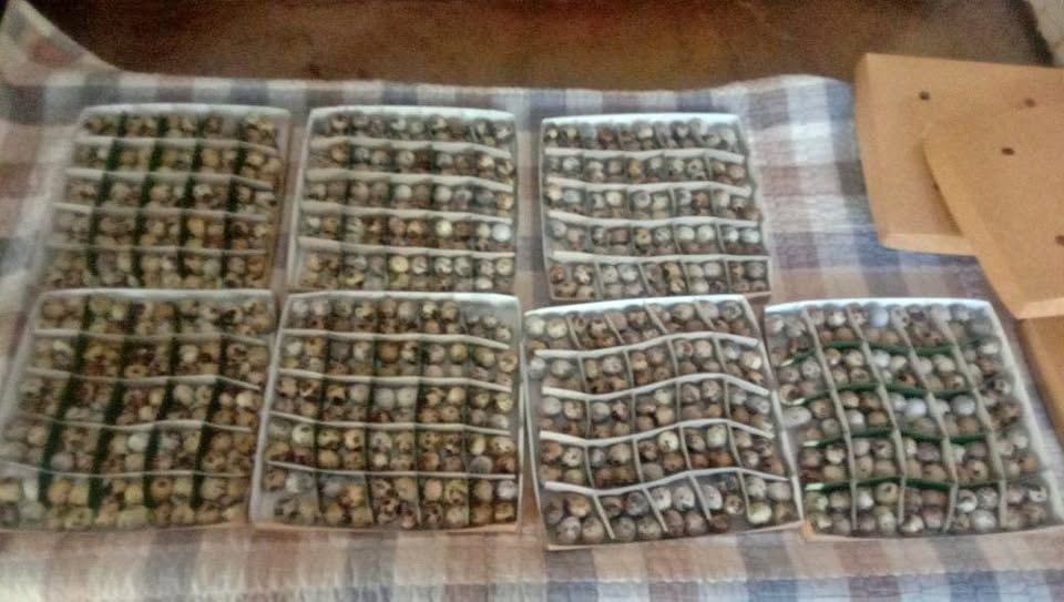Fresh Quail Eggs (Pugo) Available in Valencia