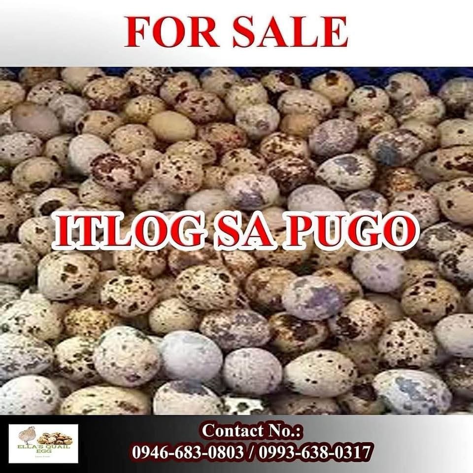 Quail Eggs Available for Retail and Bulk Orders