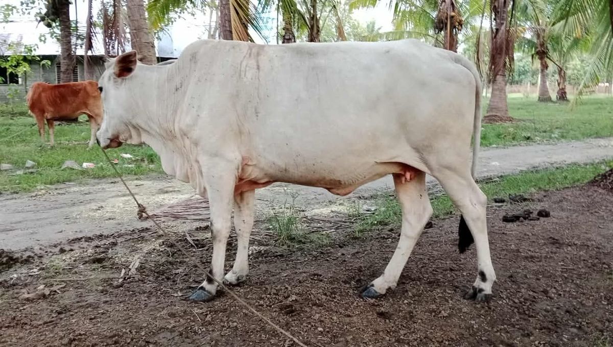 Buntis 3to4mons 2nd baby pa 4yrs old 55k mistisa hybreed rasa