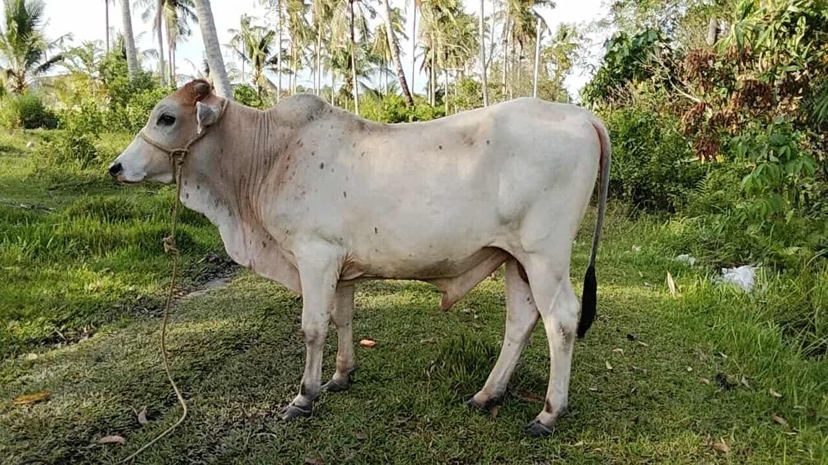 Lalaki mistiso 16mons 48,500