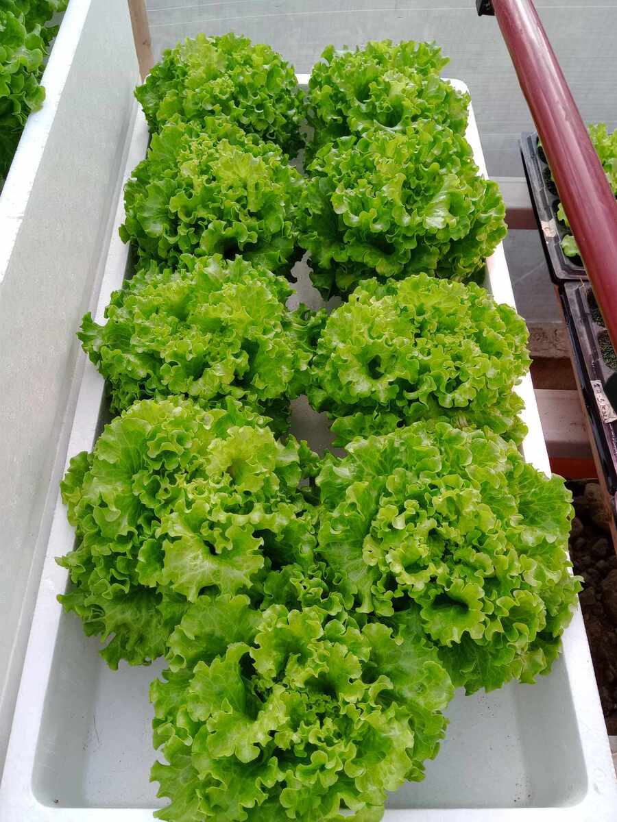 Lettuce fresh near Pilar, Bataan