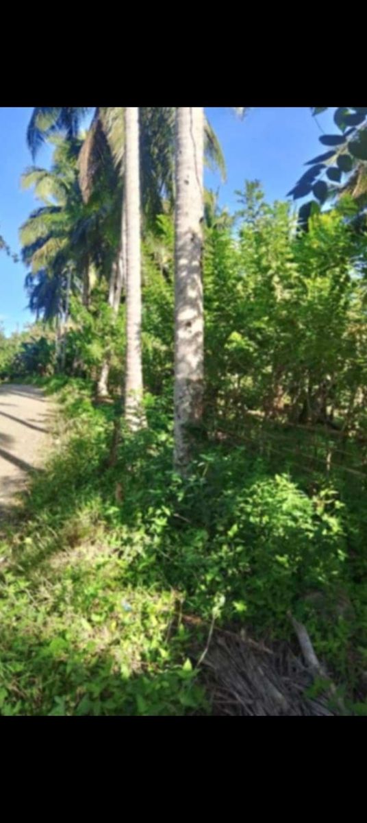 Coconut farm in Davao del Norte 