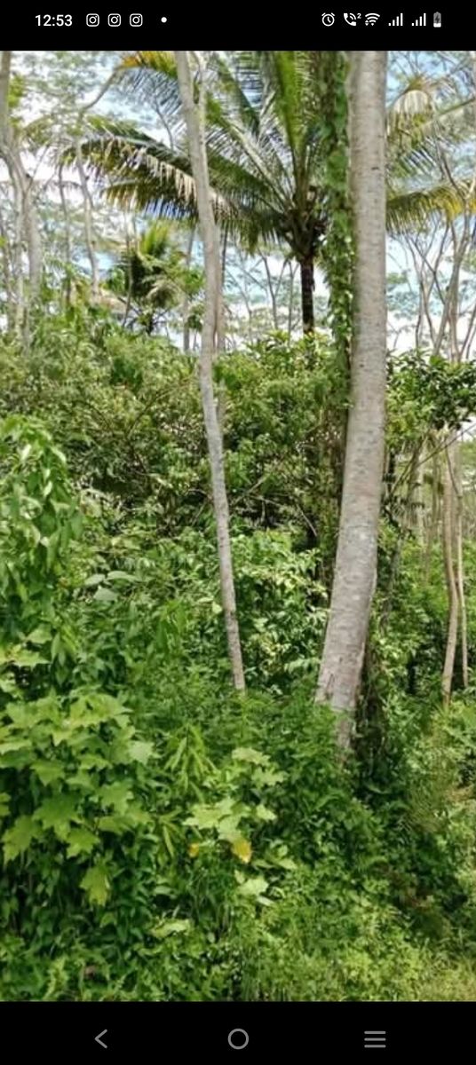 12 ha farm lot in bayugan, agusan del sur 