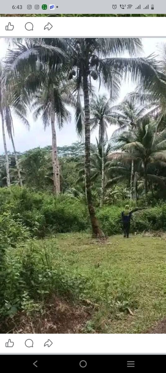 Farm lot in bislig, surigao del sur 